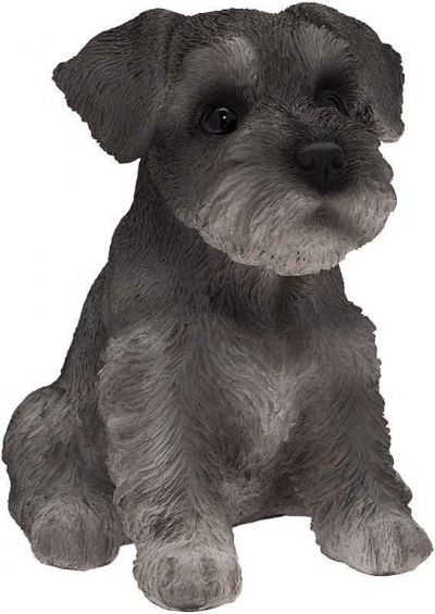 Schnauzer mignon